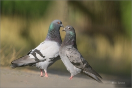 <p>HOLUB DOMÁCÍ (Columba livia f. domestica) /Domestic pigeon - Stadttaube/</p>
